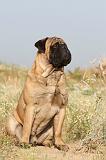 BULLMASTIFF 185